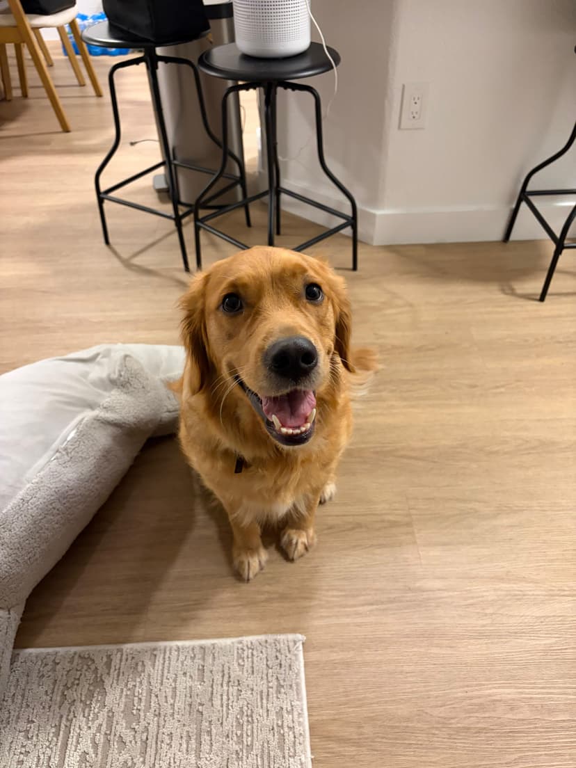 April the Golden Retriever